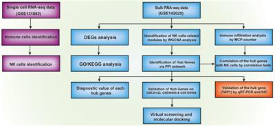 Identification of novel key genes and potential candidate small molecule drugs in diabetic kidney disease using comprehensive bioinformatics analysis